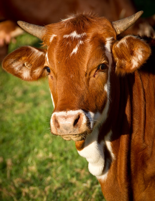 A cow